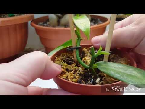 Орхидея Ваниль(Vanilla planifolia)в комнатных условиях