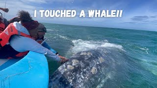 WHALE WATCHING in BAJA CALIFORNIA