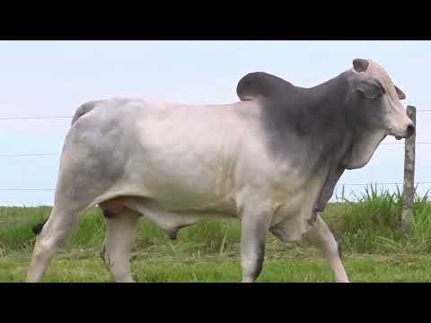 RINGUIM DA STO.ANGELO