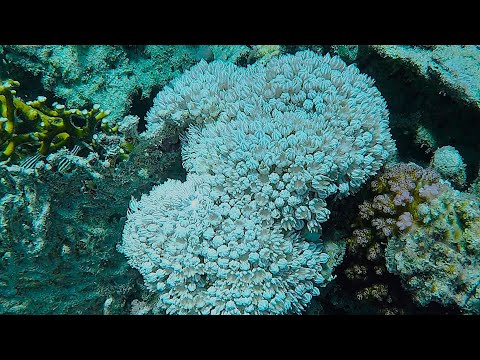 Shoni Bay Marsa Alam 2025