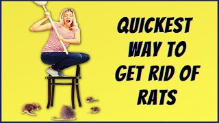 How To Get Rid Of Rats In House Fast (Quickest Way To Get Rid Of Mice)
