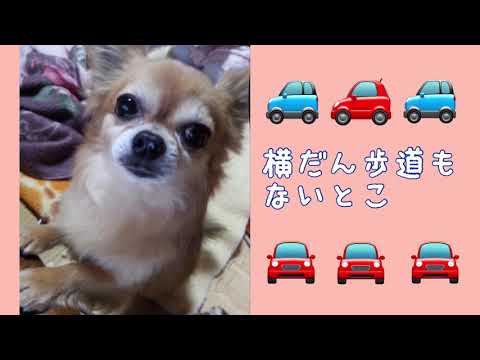 ワンワンU・x・Uお悩み相談室6️⃣2️⃣〜若狭町「承太郎くん」#道路を横断する時は横断歩道や信号を利用して安全に🚥