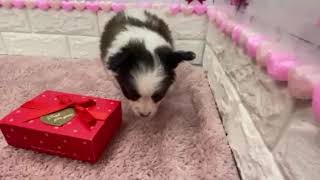 パピヨンの動画01