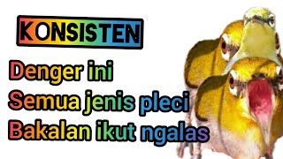 Download lagu Pleci ngalas bikin pleci lain ikut ngalas-pcmi-josterops-plemanRumahan mp3