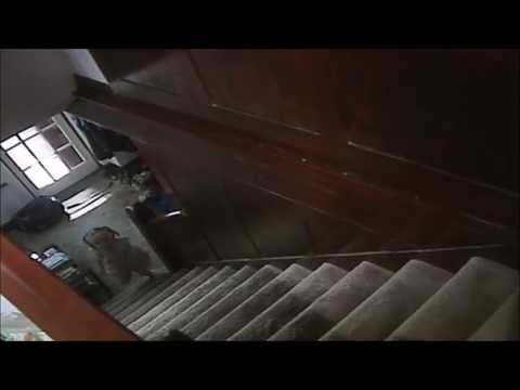 Teletubbies inside story - loretta tap dancing