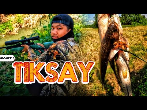 P1 - Nakarami ng Dalag sa Tiksay - EP1580