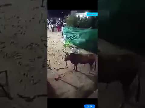 A bull ravaging a wedding party in the Town Sfax,  Tunisia