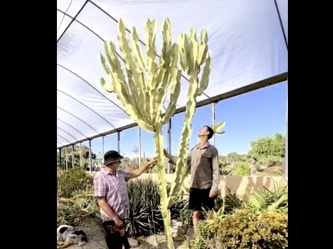 , title : 'How to take cuttings of euphorbia ammak cactus variegata with jim hall - cactus country'