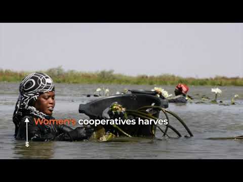 Preserving wetlands with white water lilies