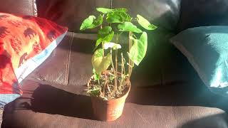 Don’t cuss the fiddle - Kris Kristofferson (cover)