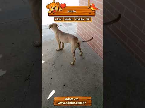 Vídeo de tchule