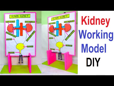 kidney working model science project for exhibition using syringes urinary system diy DIY pandit