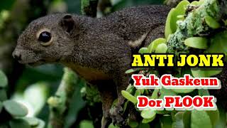 Download lagu SUARA PIKAT TUPAI AMPUH, SUARA BAJING KELAPA, SUARA TUPAI LIAR, SUARA ANAK TUPAI mp3