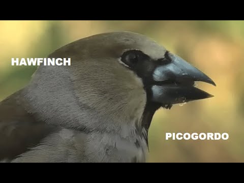 PICOGORDO | HAWFINCH | Coccothraustes coccothraustes