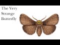 The Very Strange Butterfly | Storytime | Stories for Kids| Educational Videos for Children