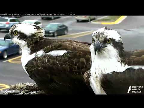 Afternoon Copulation At The Hellgate Osprey Nest – April 12, 2018