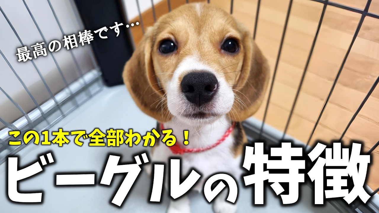 ビーグルを迎える前に見る完全ガイド｜8頭の経験から分かった特徴と注意点