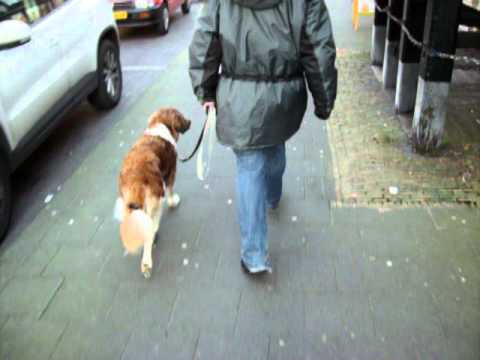 Bijke in de winkelstraat.