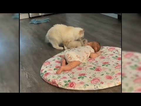 Moment mother cat tries to introduce kitten to family baby