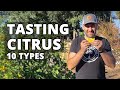 TASTING CITRUS FRUIT | 10 Types of Citrus - All Grown in ONE Yard | Oranges, Mandarins, Tangelo, Etc