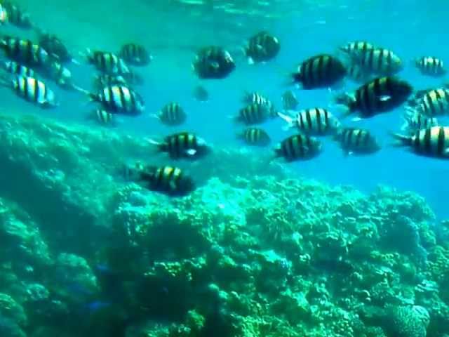 sharm el sheikh Egypt Underwater Submarine Trip Tropical Fish
