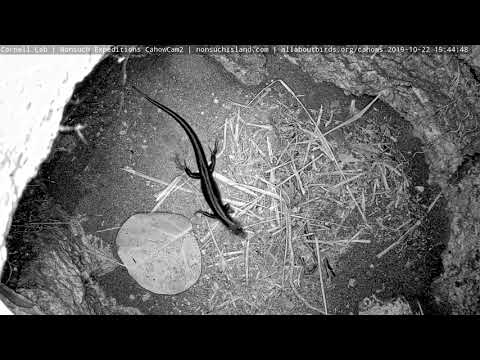 BermudaSkink visits Cahow Cam 2 Burrrow on Nonsuch Island | Cornell Lab | Nonsuch Expeditions