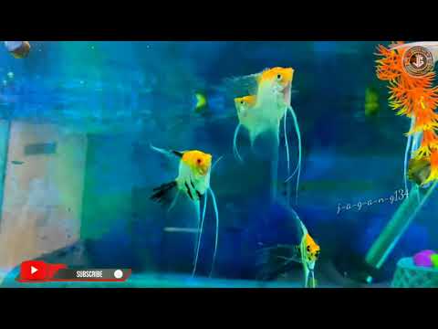 ♥🐠🐠🐠🤗☺