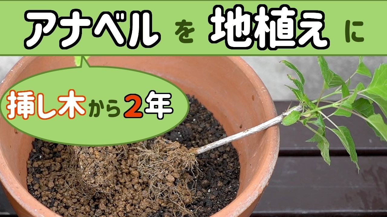 アジサイアナベル 2年前に挿し木した株を3月の休眠期に地植えにしました