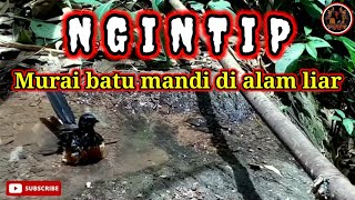 Download lagu 🔴 Ngintip Murai Batu Mandi Di Alam Liar. mp3 Download lagu 🔴 Ngintip Murai Batu Mandi Di Alam Liar. mp3