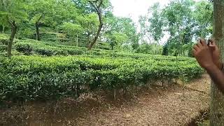 preview picture of video 'Bike ride to Kodala Tea Estate, Ranguniya, Chittagong (01/07/2018)'
