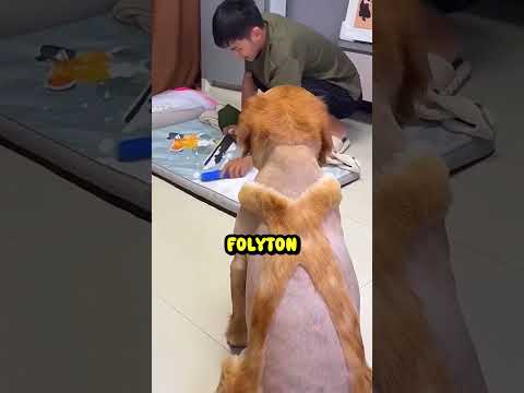 Buksi szomorú története #dog #kutyák