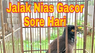 Download lagu Jalak Nias Jantan Pasti Nyaut Dengan Pancingan Suara Burung Jalak Nias Betina Memanggil Jantan mp3