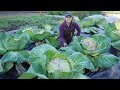 Planting Garlic Harvesting Massive Cabbages Fall Gardening In Alaska