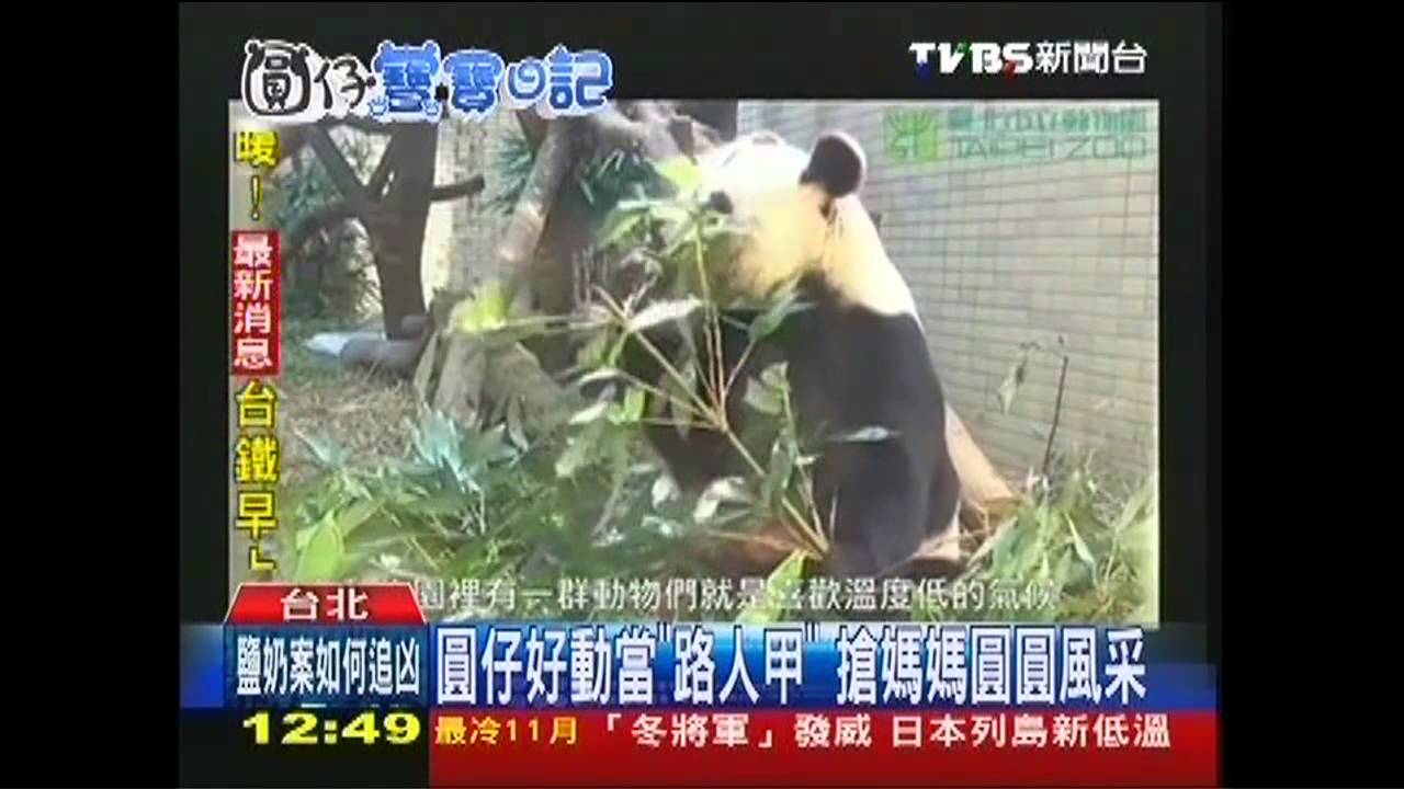 圓仔好動當「路人甲」 搶媽媽圓圓風采