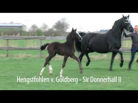 Hengstfohlen von Goldberg-Sir Donnerhall I