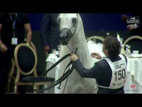 N 150 EKS FARAJJ   El Jadida 2024   International AHS Class A   Stallions 7+ Years Old Class 10