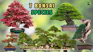 Download lagu 7 Bonsai Trees From East Asia (Episode 1) | How Nature Shapes Their Form mp3