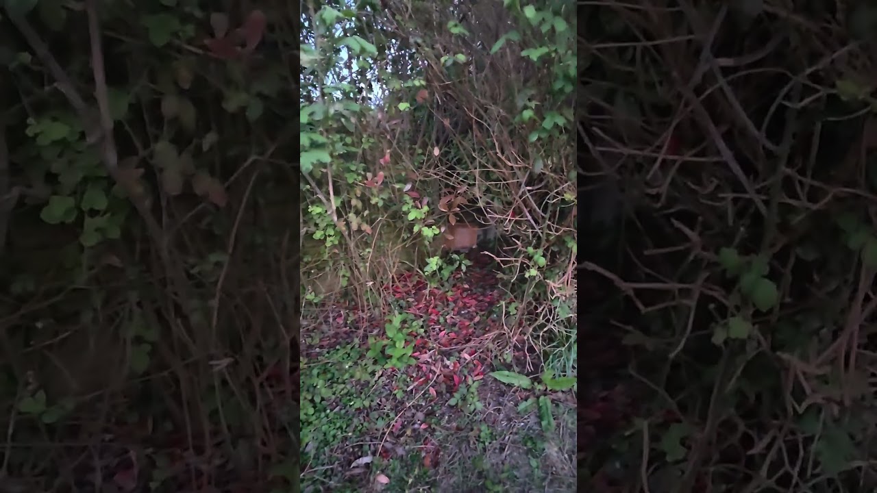 I need some #fox solutions