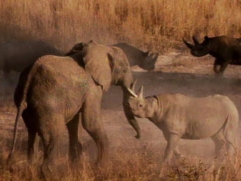 Wild Animals: Elephant Fights Rhino