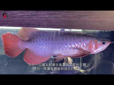 辣椒紅龍
