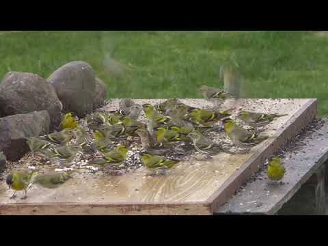 Lots and lots of Siskins.