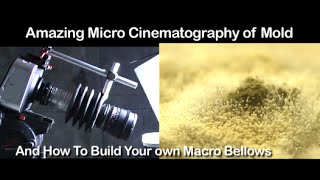 Amazing Micro Cinematography of Mold And How To Build Your Own Macro Bellows