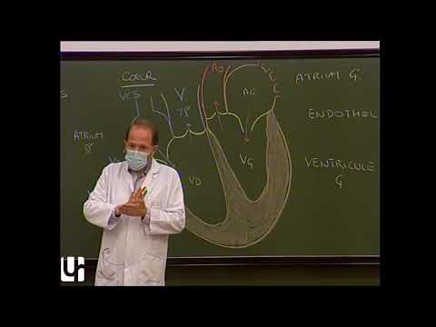 Anatomie générale 3 - Appareil circulatoire [General anatomy of the circulatory system]