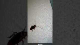 Download lagu kaget njir😭😭😭#komedi #kecoa #perang #takut #ngeribanget mp3 Download lagu kaget njir😭😭😭#komedi #kecoa #perang #takut #ngeribanget mp3