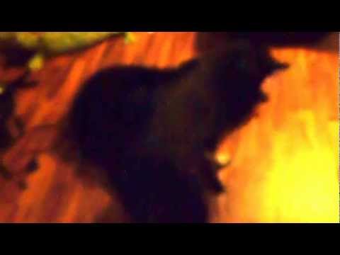 Lapponian herder and Chodský pes play