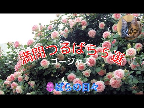 つるバラ「アメリカンピラー」 植物