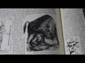 FREE HD Animal Illustrations In Old Book