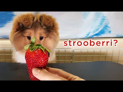 Sheltie puppy tries fruits for the first time