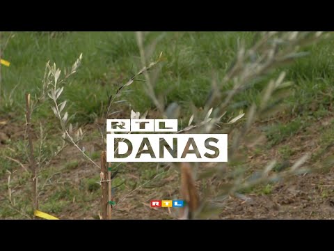 Među uobičajenim voćkama u Zagorju zasađene i masline: 'To je povijesni trenutak' | RTL DANAS