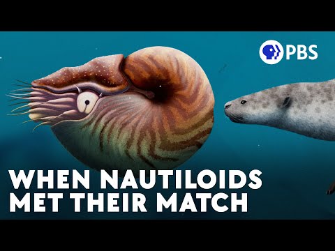 Nautiloids Thrived For 500 Million Years Until These Guys Showed Up